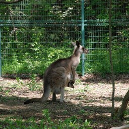カンガルー