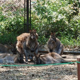 カンガルー