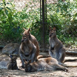 カンガルー