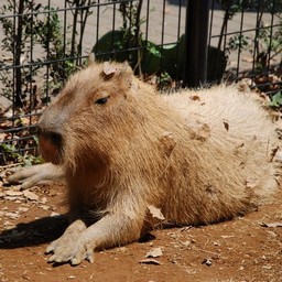 カピバラ