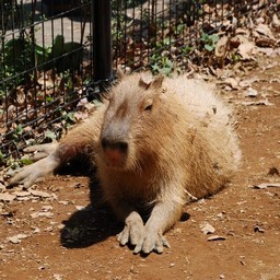 カピバラ