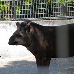 ブラジルバク