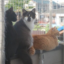 猫・茶太子ファミリー