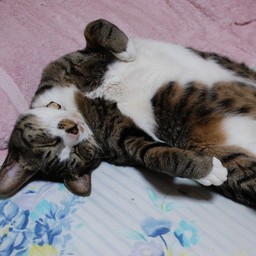 猫・ミー