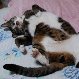 猫・ミー