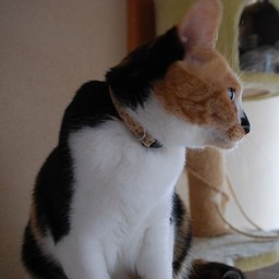 猫・ラム