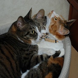 猫たち