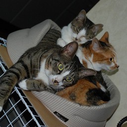 猫たち