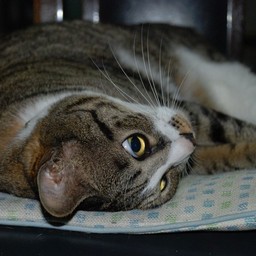 猫・ミー