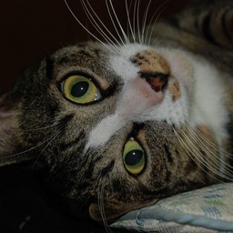 猫・ミー