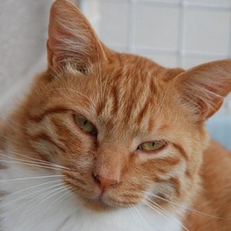 猫・茶子