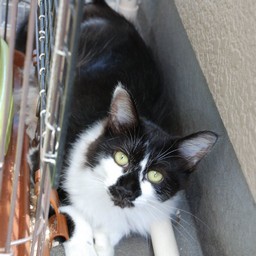 猫・ワンコロ