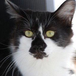 猫・ワンコロ
