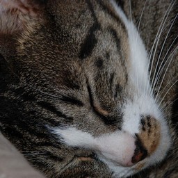 猫・ミー