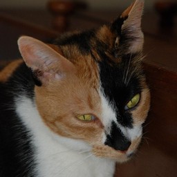 猫・ラム