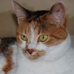 猫・シー