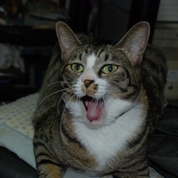 猫・ミー
