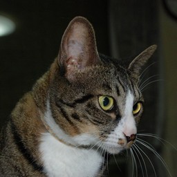 猫・ミー
