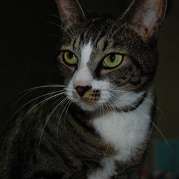 猫・ミー