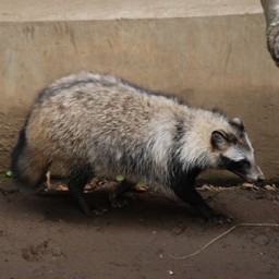 タヌキ