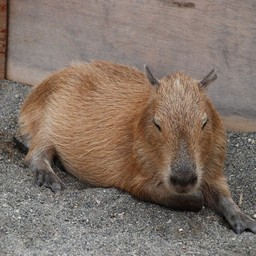 カピバラ