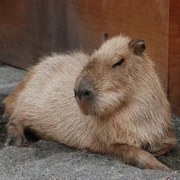 カピバラ