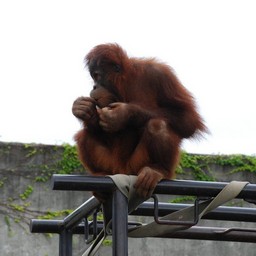 オラウータン