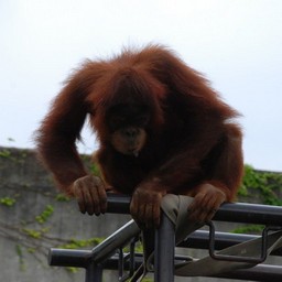 オラウータン