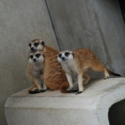 ミーアキャット