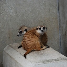 ミーアキャット
