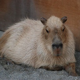 カピバラ