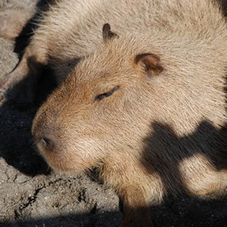 カピバラ