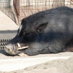 ミニブタ