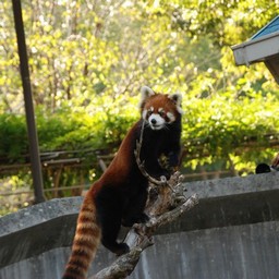 レッサーパンダ