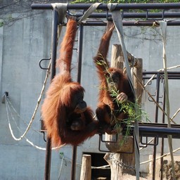 オラウータン