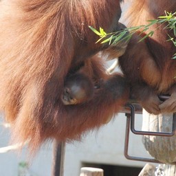 オラウータン