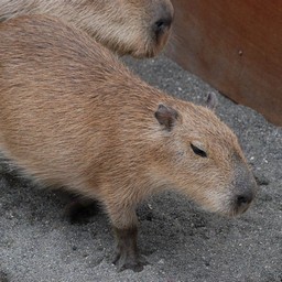 カピバラ