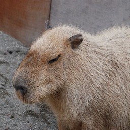 カピバラ