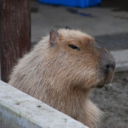 カピバラ