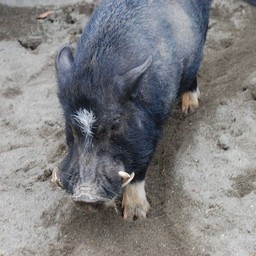 ミニブタ