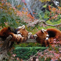 レッサーパンダ