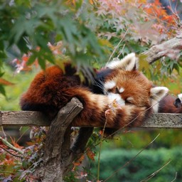 レッサーパンダ