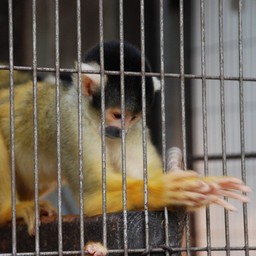 サル