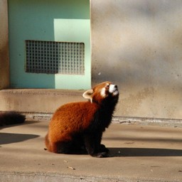 レッサーパンダ