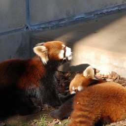 レッサーパンダ