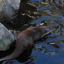 コツメカワウソ