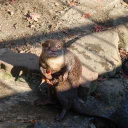 コツメカワウソ