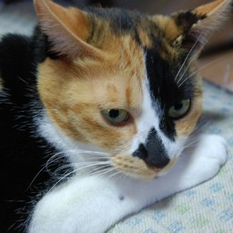 猫・ラム