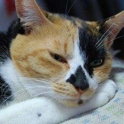 猫・ラム