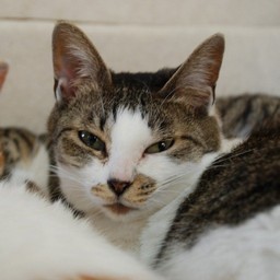 猫・子茶